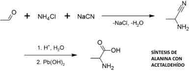 sintesis de alanina con acetaldehido